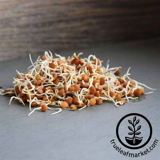Red Lentil Sprouting Seeds | Grow Red Lentil Sprouts