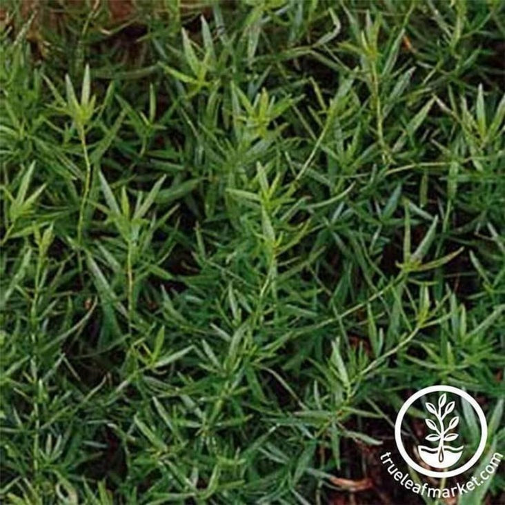 Heirloom Russian Tarragon Seeds | Non-GMO Culinary Herb Garden Seeds