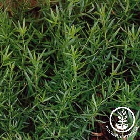Heirloom Russian Tarragon Seeds | Non-GMO Culinary Herb Garden Seeds