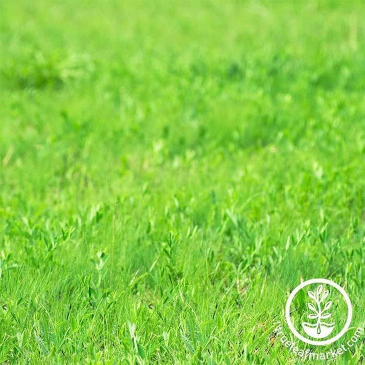 Dryland Pasture Grass Seed Blend | Grass Seeds Mix - Erosion Control