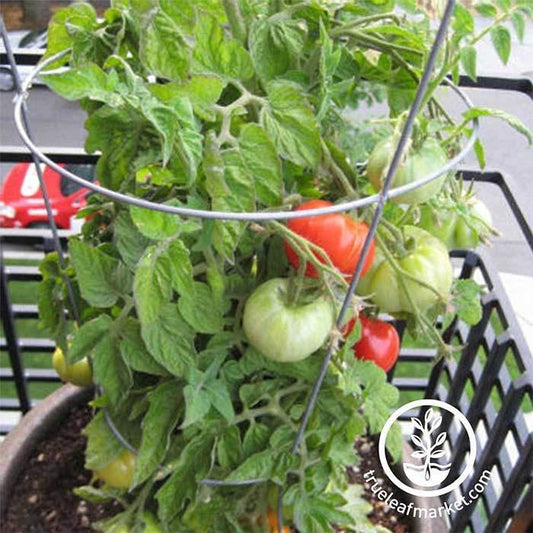 Tomato Seed | Patio Hybrid