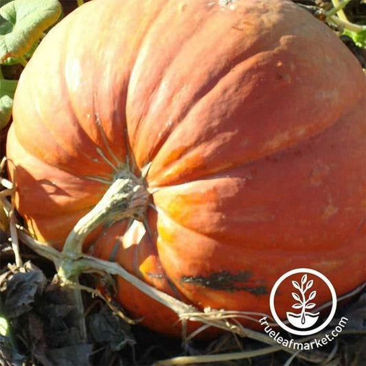 Heirloom Giant Pumpkin Seeds - Big Max | Buy Non-GMO Gardening Seeds