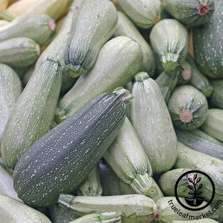 Summer Squash Seed | Zucchini Grey