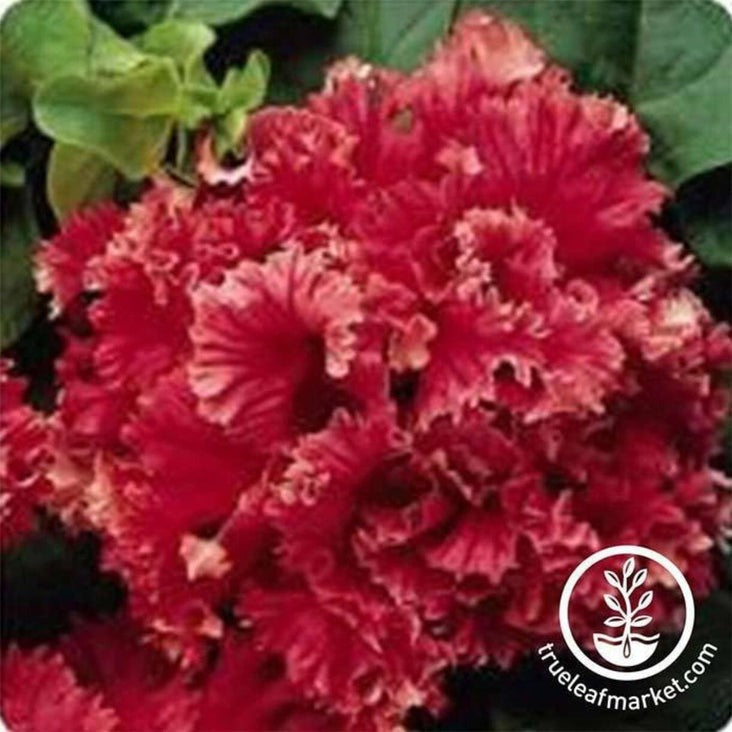 Petunia | Valentine (pelleted)