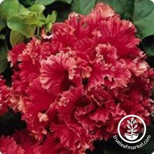 Petunia | Valentine (pelleted)