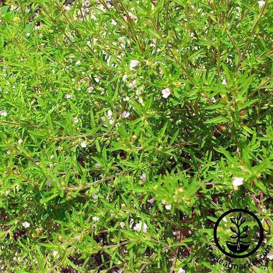 Summer Savory Seed | Herb Seeds