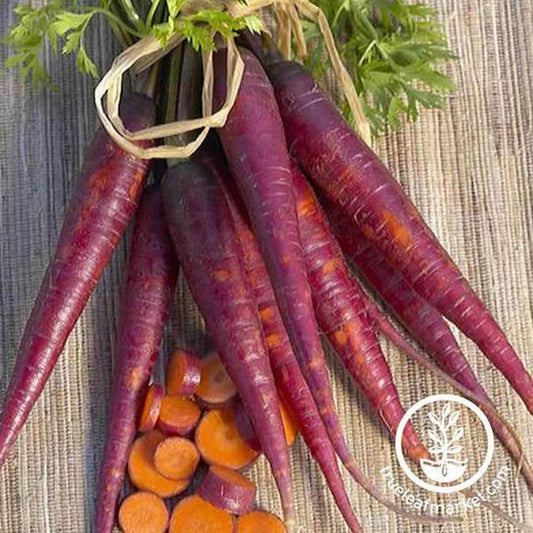 Purple Carrot Seeds | daucus carota subsp. Sativus - Free Shipping