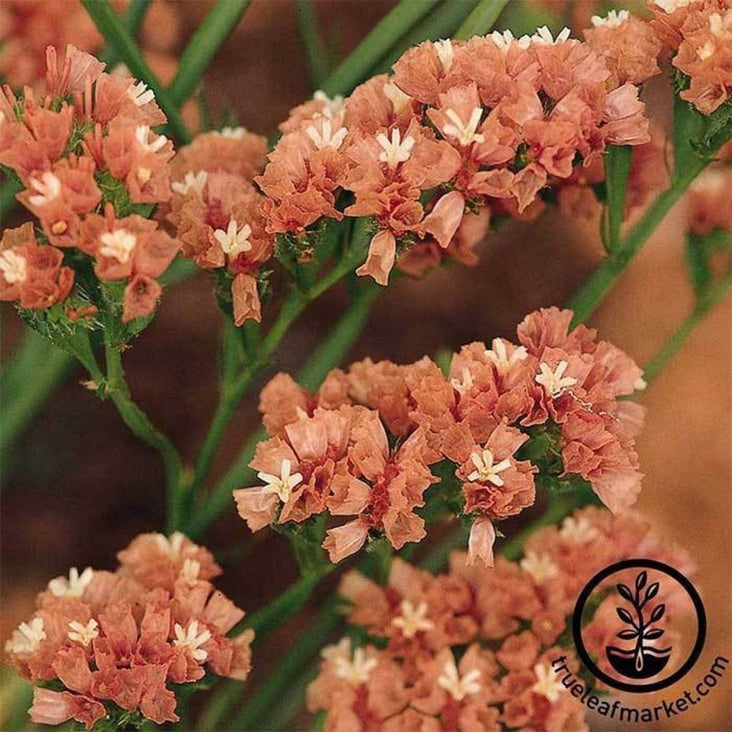 Yellow Statice Seed | QIS Series