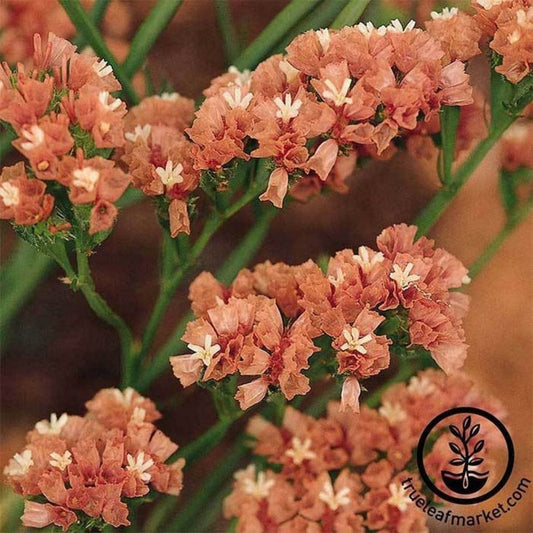 Yellow Statice Seed | QIS Series