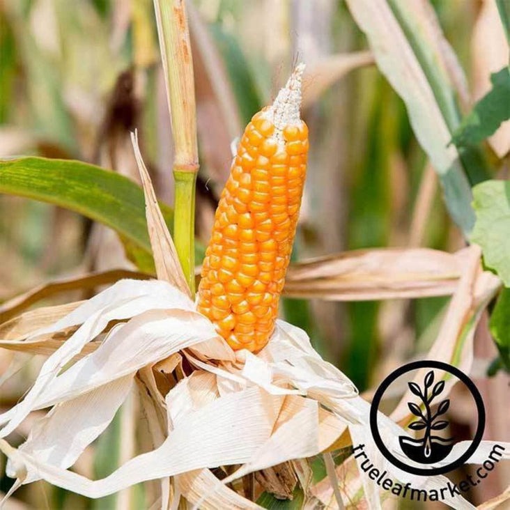 Organic Yellow Popcorn Seed | Heirloom, Non-GMO Pop Corn Garden Seeds
