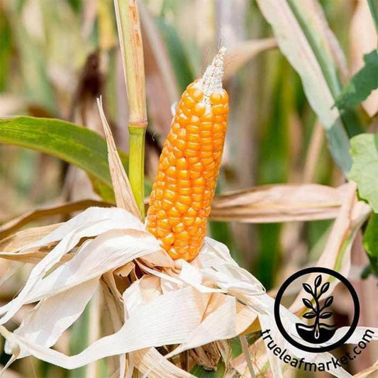 Organic Yellow Popcorn Seed | Heirloom, Non-GMO Pop Corn Garden Seeds