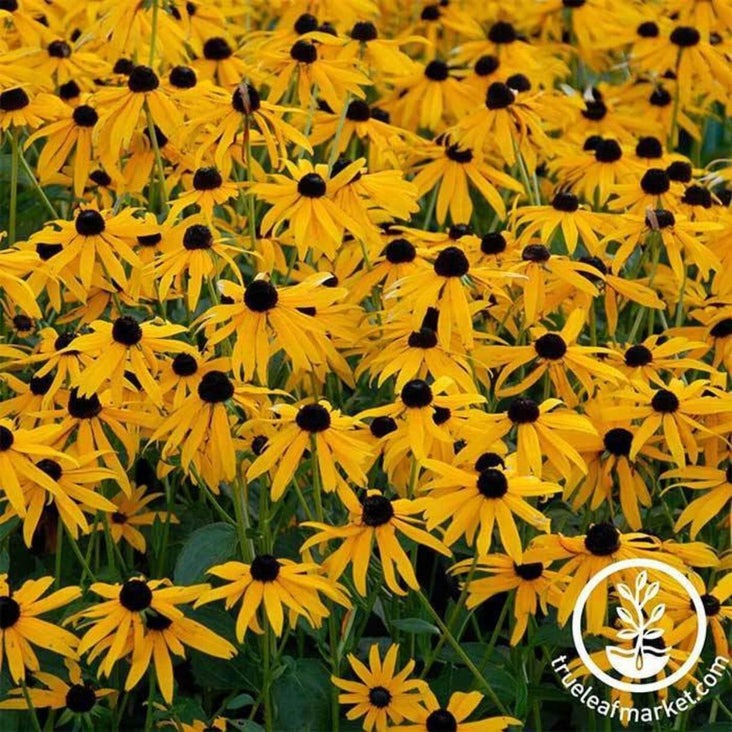 Perennial Rudbeckia Flower Garden Seeds- Goldstrum | Rudbeckia fulgida