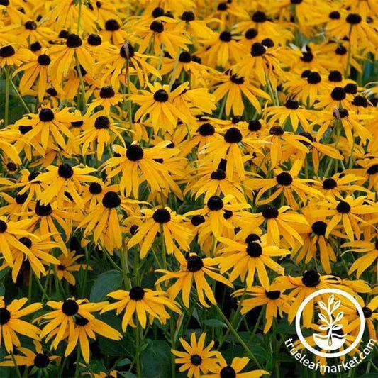 Perennial Rudbeckia Flower Garden Seeds- Goldstrum | Rudbeckia fulgida
