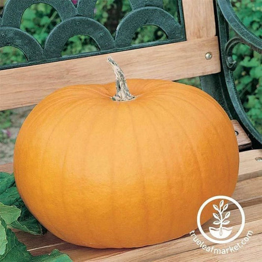 Non-GMO, Heirloom Pumpkin Seeds - Connecticut Field | Large Pumpkins