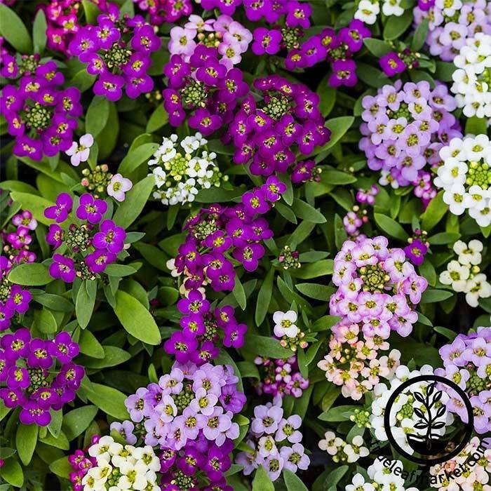 Alyssum Flower Garden Seeds - Wonderland Series Lobularia Maritima