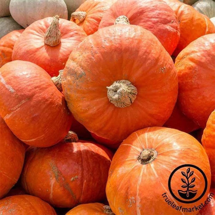 Winter Squash Seed | Sunshine Hybrid