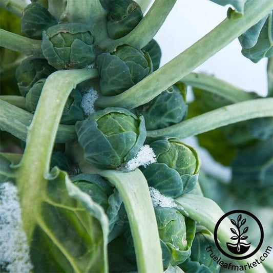 Brussels Sprouts Garden Seed - Long Island Improved | Buy Seeds Online