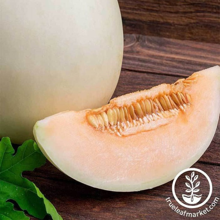 Honeydew Melon Seeds | Orange Flesh - Honeyloupe - Non-GMO, Heirloom
