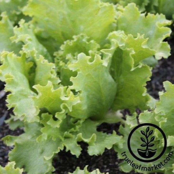 Non-GMO Great Lakes 118 Cripshead Lettuce | Great Lakes 118 Vegetable Garden Seed