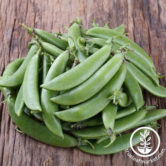 Organic Cascadia Pea Seeds - Non-GMO Seed for Farm & Garden