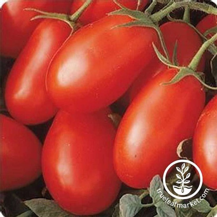 Tomato Seed | La Roma IV Red Hybrid