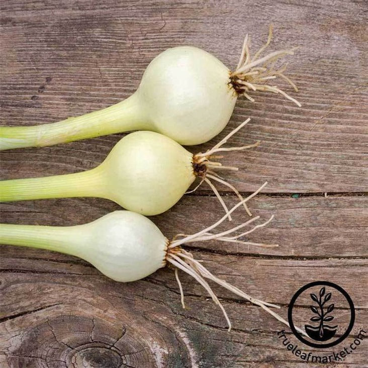 Heirloom Pickling Onion Seeds - Crystal White Wax | Non-GMO Gardening