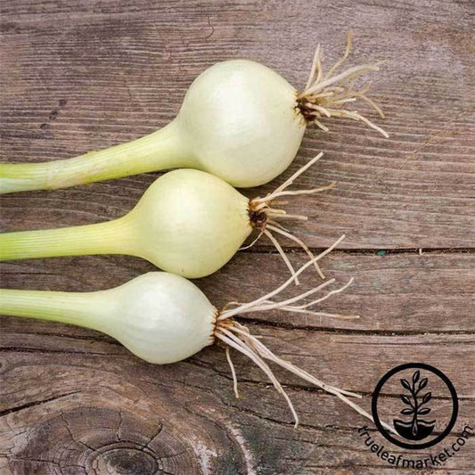 Heirloom Pickling Onion Seeds - Crystal White Wax | Non-GMO Gardening