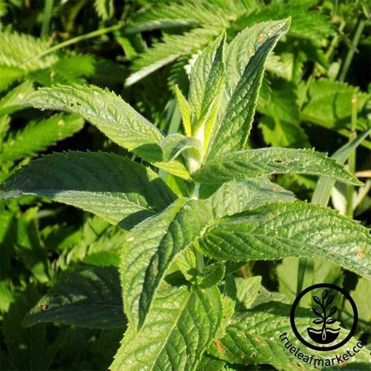 Spearmint Seeds | Non-GMO, Perennial Herb Garden Seeds - Grow Herbs