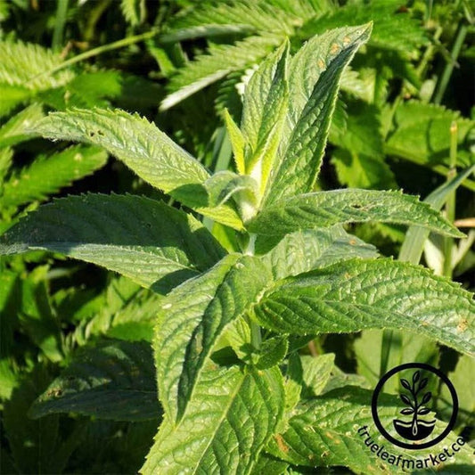 Spearmint Seeds | Non-GMO, Perennial Herb Garden Seeds - Grow Herbs
