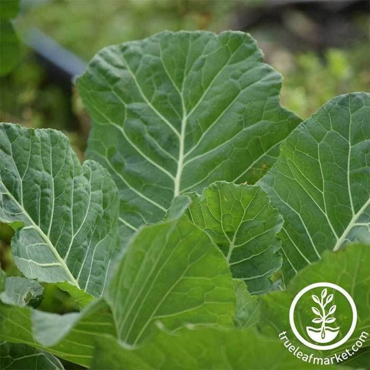Georgia Southern Collard Green Seeds - Packets to Bulk Wholesale