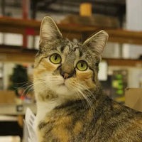 Siam Queen Basil Seeds | Discount Herb Gardening Seeds by MVS