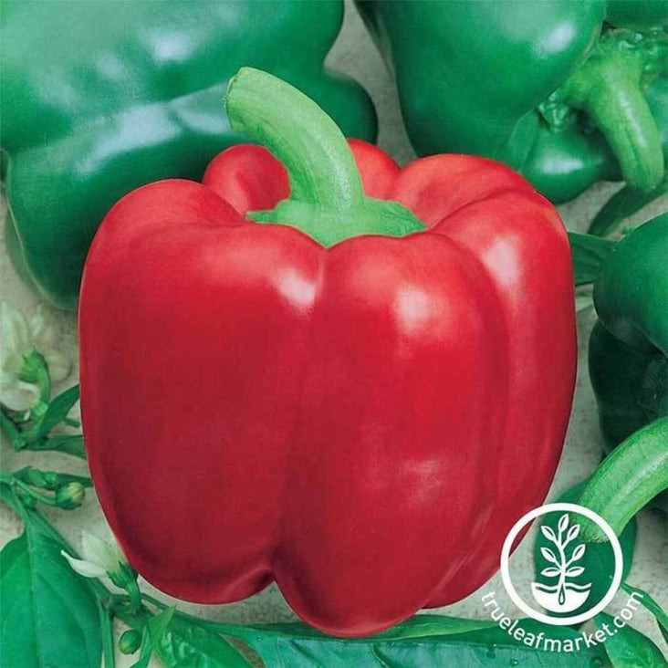 Sweet Pepper Garden Seeds - Yolo Wonder L | Non-GMO, Heirloom Seed