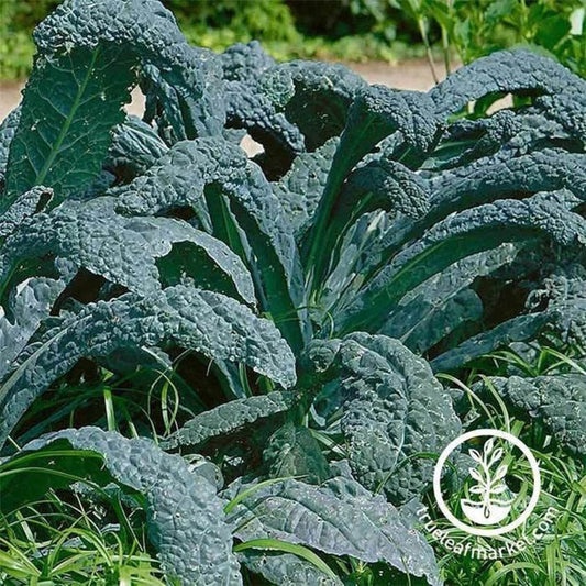 Non-GMO Black Tuscan Kale Garden Seeds | (Dinosaur Kale) Garden Seed