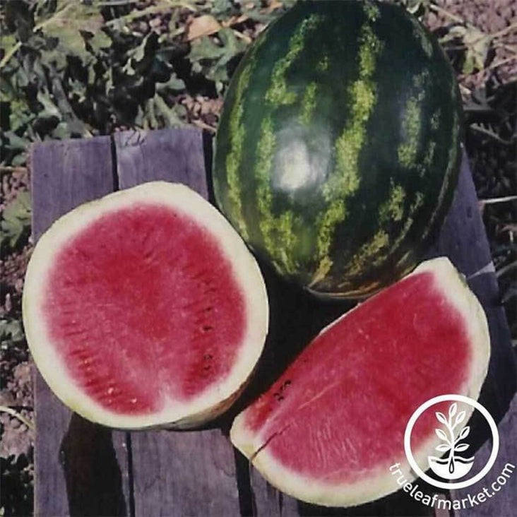 Non-GMO Calsweet Watermelon | Heirloom Garden Seed