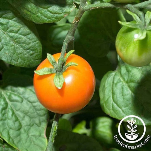 Heirloom Tomato Seeds - Chadwick Cherry | Non-GMO Vegetable Gardening