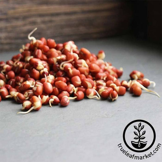 Organic Adzuki Bean Seeds | Non-GMO Sprouting Seeds - Grow Sprouts