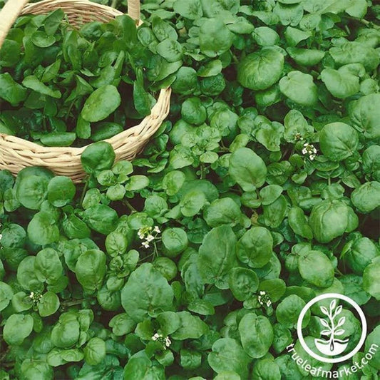 Non-GMO Watercress Seeds | Perennial Herb Gardening Seeds - Free S&H