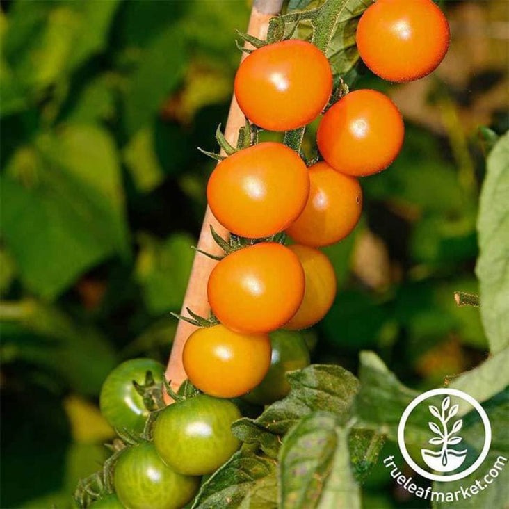 Sungold Hybrid Tomato Garden Seeds | Non-GMO Vegetable Garden Seeds