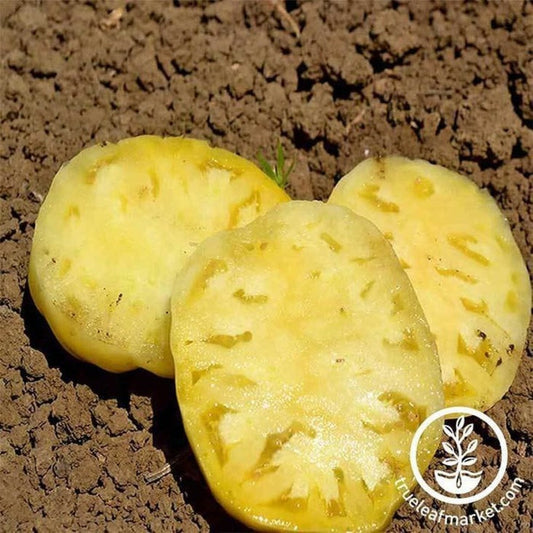 Tomato Seed | Great White