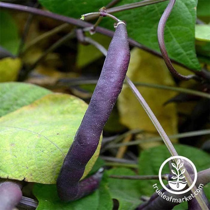 Royal Burgundy Bush Bean Seeds: Wholesale, Treated, Heirloom