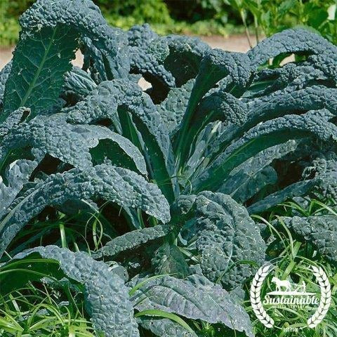 Organic Non-GMO Black Tuscan Kale | (Dinosaur Kale) Garden Seeds