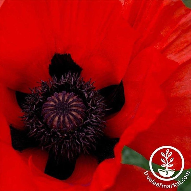 Oriental Poppy | Allegro