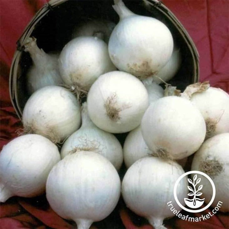 Heirloom Onion Seeds - White Sweet Spanish | Buy Non-GMO Garden Seeds
