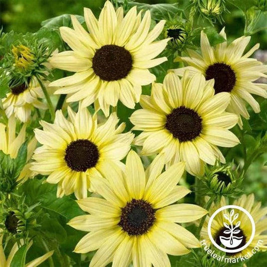 Sunflower Seeds - Italian White | Open Pollinated, Non-GMO, Sun Flower