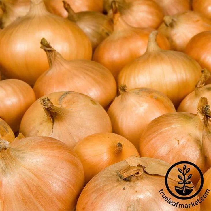 Heirloom Onion Seeds - Walla Walla | Buy Non-GMO Vegetable Garden Seed