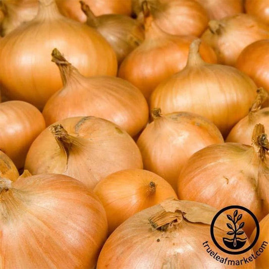 Heirloom Onion Seeds - Walla Walla | Buy Non-GMO Vegetable Garden Seed