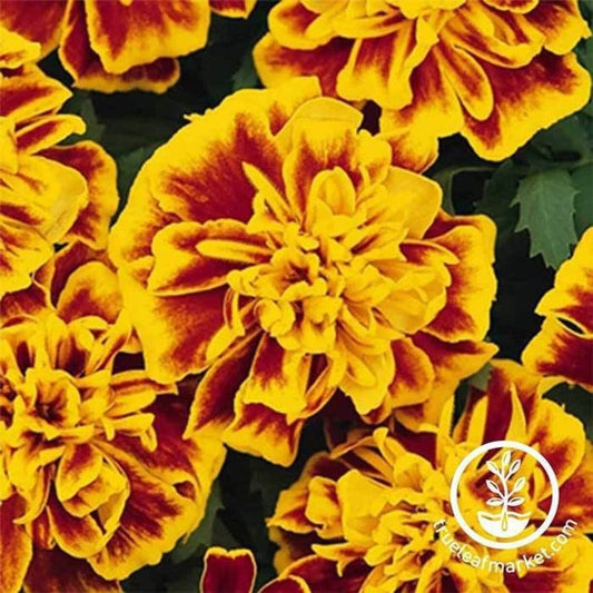 Marigold Flower Garden Seeds - Bonanza Series | Annual Flower Seeds