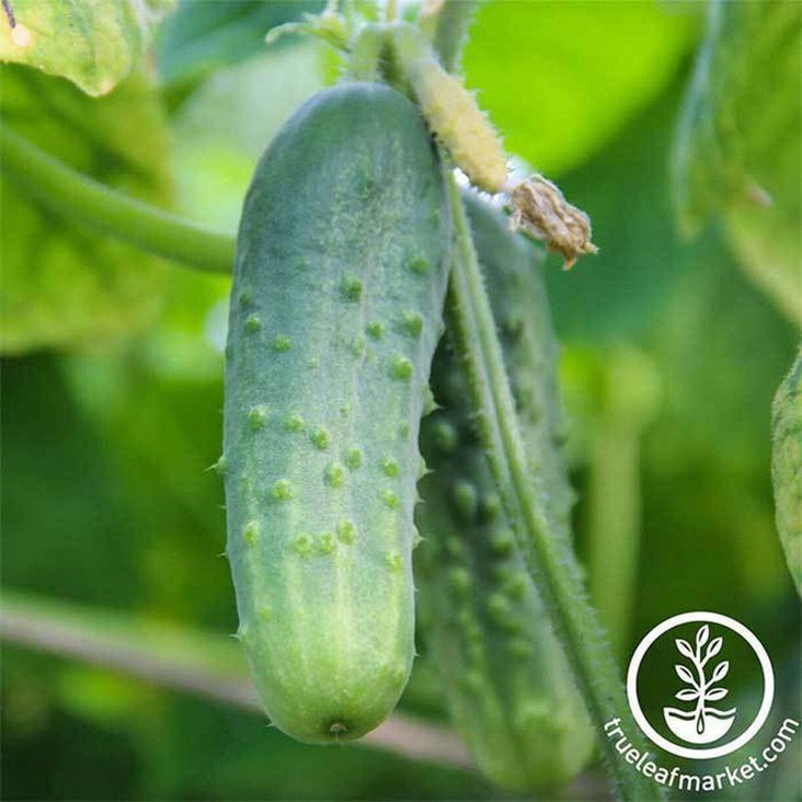 Boston Pickling Cucumber Seeds | Buy Non-GMO, Heirloom Garden Seeds