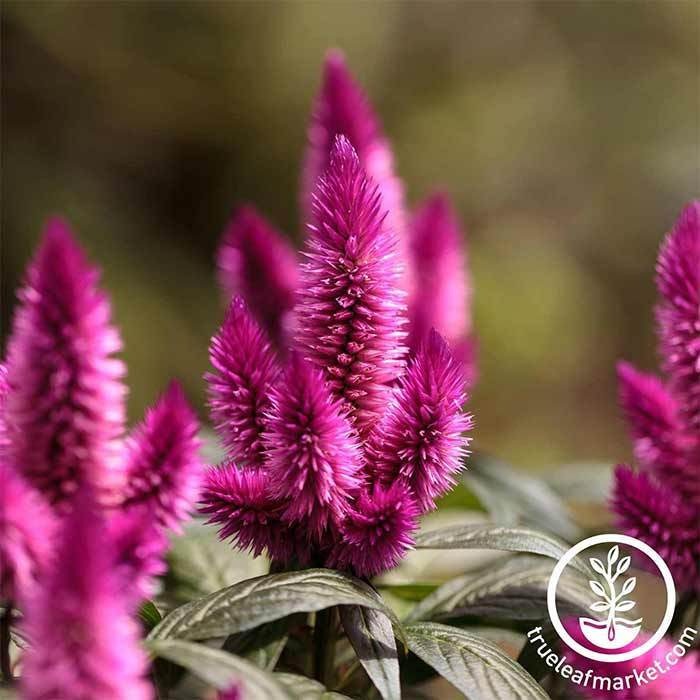 Celosia Seeds - Wheat Flamingo Series | Decorative Plant & Flower Seed