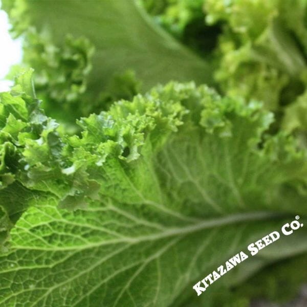 Mustard Seeds - Wasabi | Non-GMO Vegetable & Herb Gardening Seeds